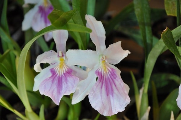 Miltonia spectabilis
