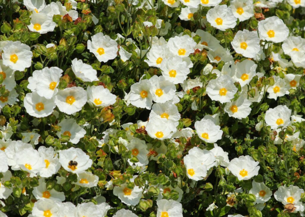 Cist šalviolistý (Cistus salviifolius) ​