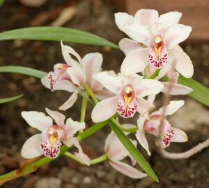 Cymidium-hybrid Dingwall Lewis