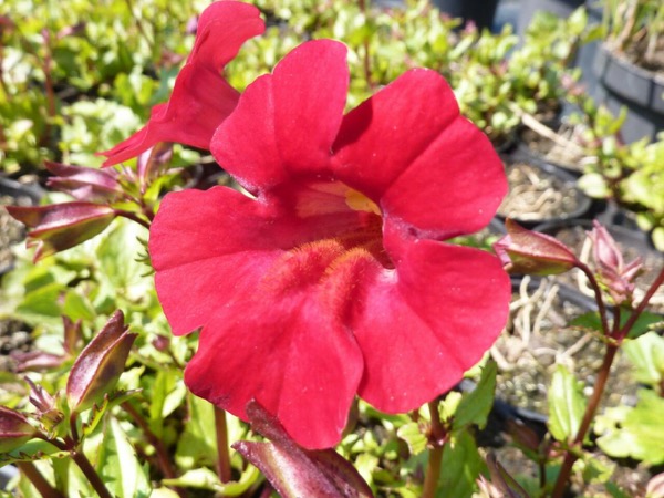 Hrachorovec medený – Mimulus cupreus