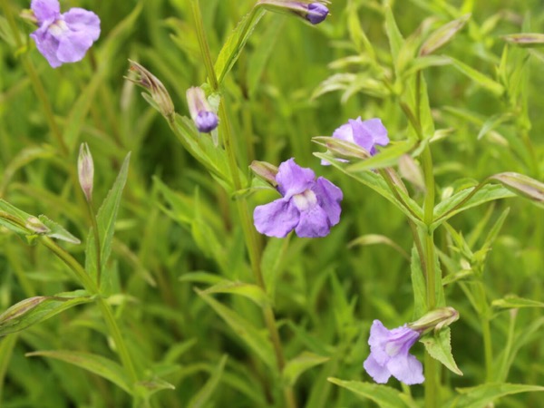 Hrachorovec škľabivý – Mimulus ringens