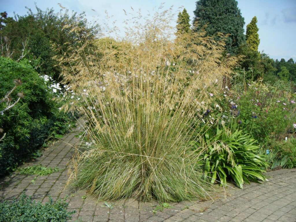 Kavyl obrovský (Stipa gigantea)
