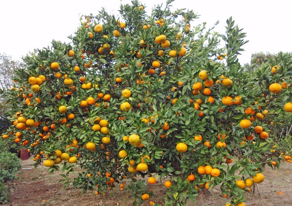 Mandarínka unšiu (Citrus reticulata var. unshiu)