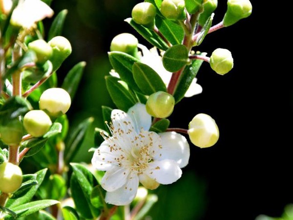 Myrta obyčajná (Myrtus communis)