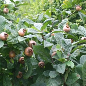 Mišpuľa nemecká (Mespilus germanica)​
