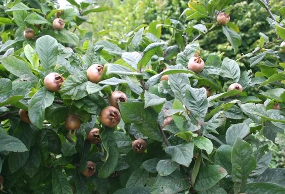 Mišpuľa nemecká (Mespilus germanica)​
