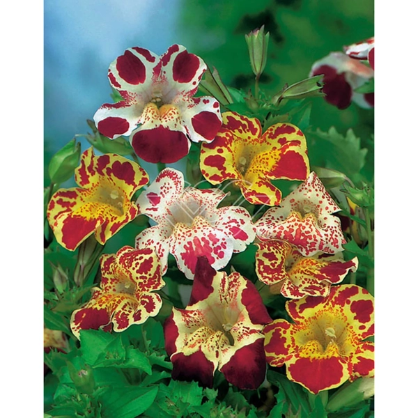 Hrachorovec Tigrinus grandiflorus