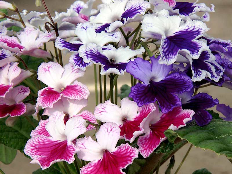 Streptokarpus (Streptocarpus)