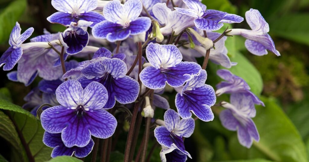 Streptokarpus (Streptocarpus)