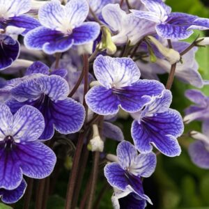 Streptokarpus (Streptocarpus)