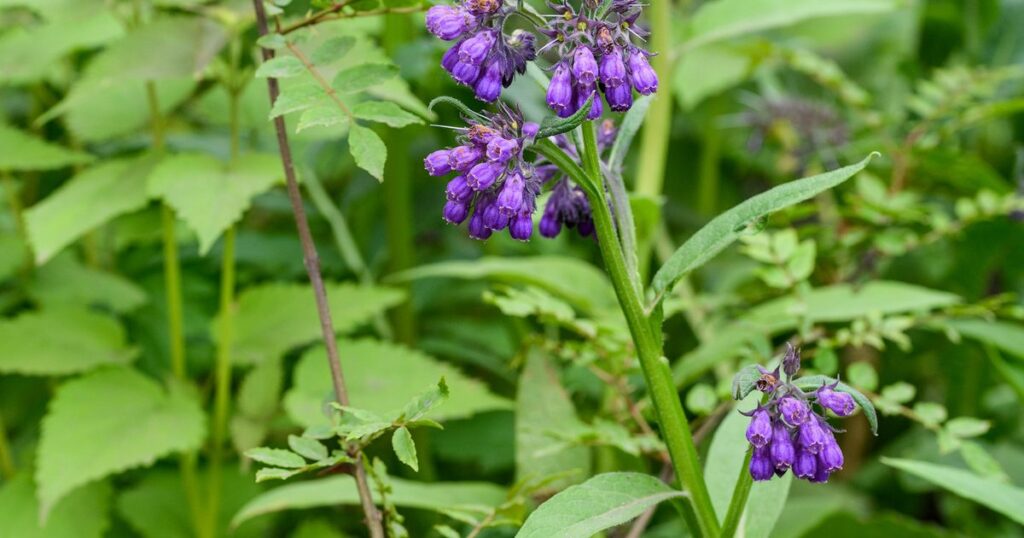Kostihoj lekársky (Symphytum officinale)