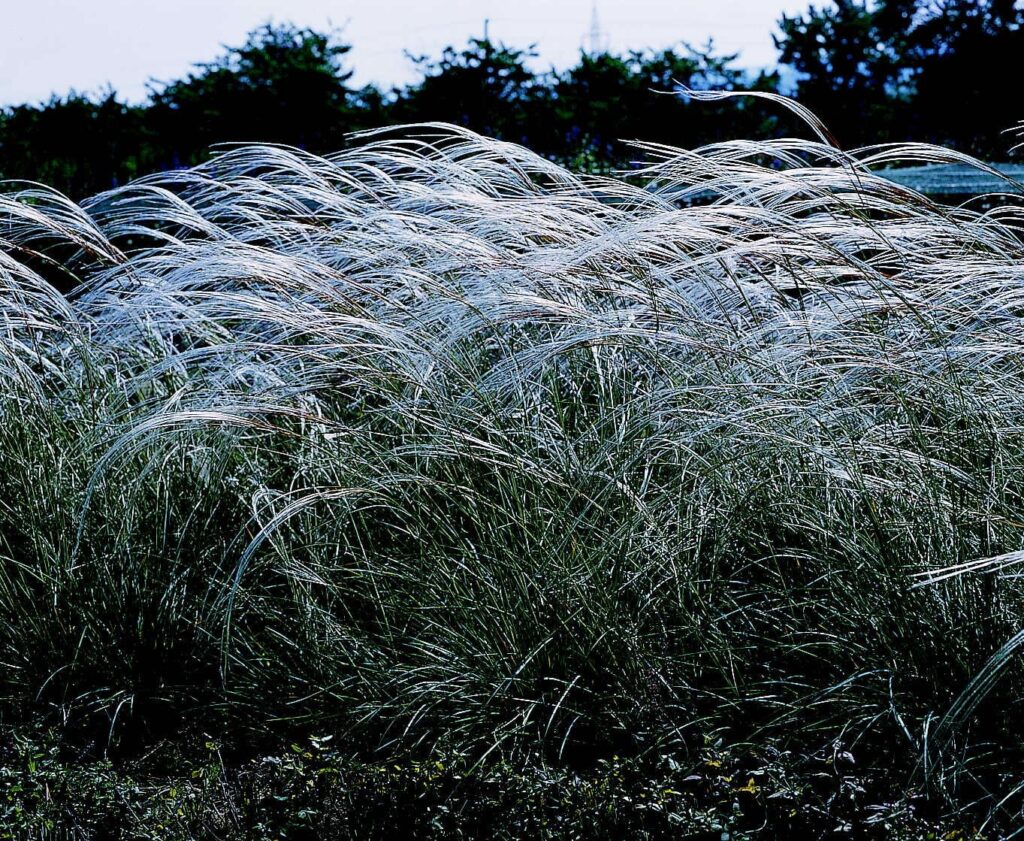 kavyl bradatý (Stipa barbata)