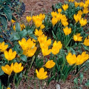 Sternbergia žltá (Sternbergia lutea)