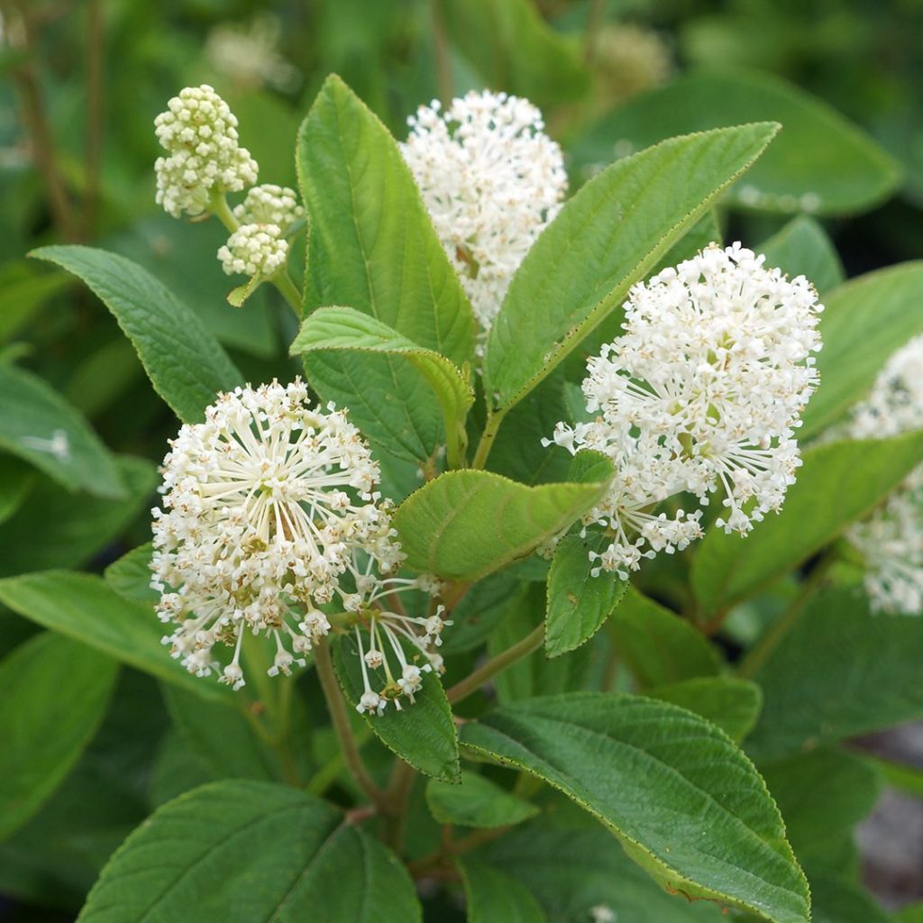 Latnatec americký (Ceanothus americanus)