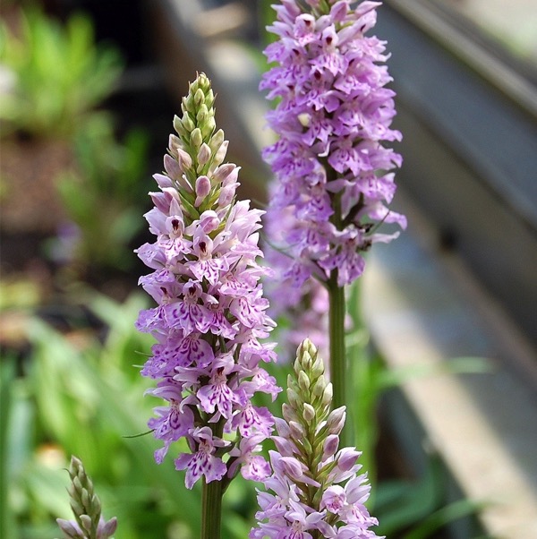 Prstnatec škvrnitý (Dactylorhiza maculata)