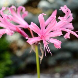Nerína Bowdenová (Nerine bowdenii) ‚Fenwick’s Variety‘