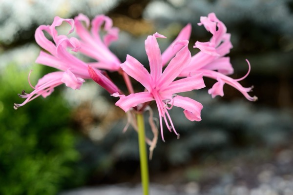 Nerína Bowdenová (Nerine bowdenii) ‚Fenwick’s Variety‘