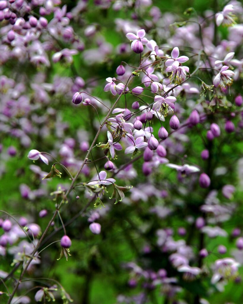 Thalictrum dipterocarpum