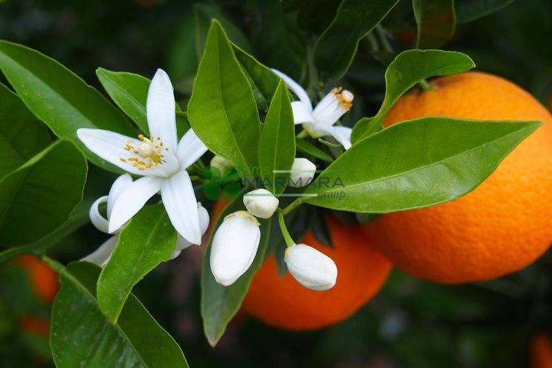 Citrus aurantium (bigarádia, „horký pomaranč“)