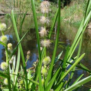 Ježatka jednoduchá (Sparganium emersum)