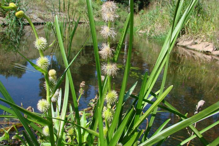 Ježatka jednoduchá (Sparganium emersum)