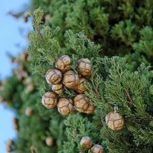 Cyprés vždyzelený (Cupressus sempervirens)​