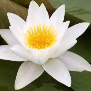 Lekno biele (Nymphaea alba)