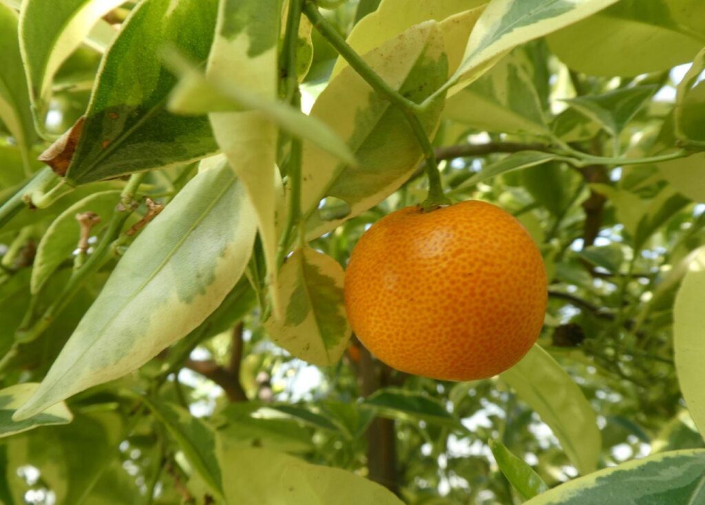Citrus madurensis