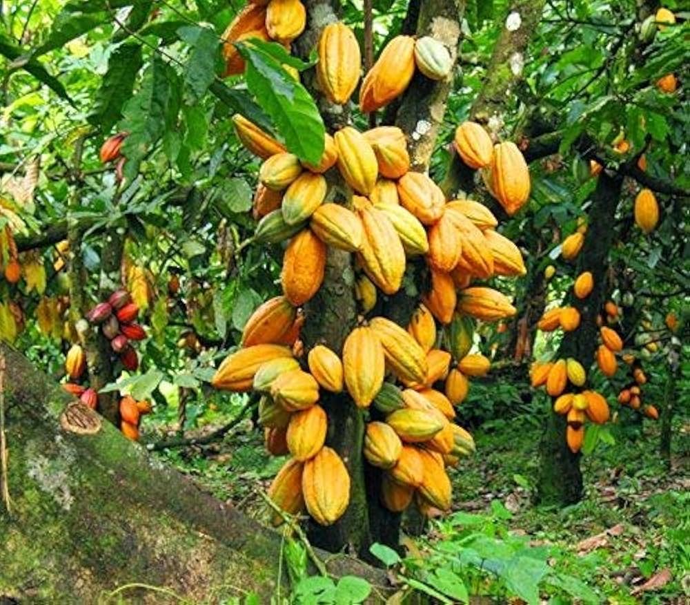 Kakaovník (Theobroma cacao)