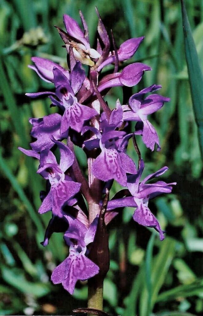 Prstnatec Traunsteinerov (Dactylorhiza traunsteineri)​