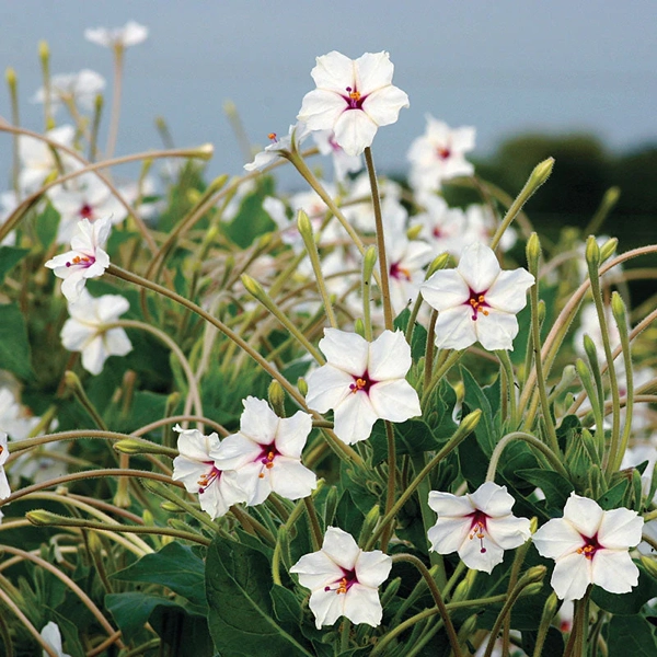 Nocovka dlhokvetá (Mirabilis longiflora)