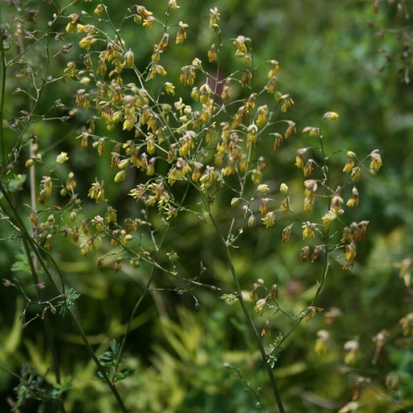 Thalictrum minus 'Adianthifolium'