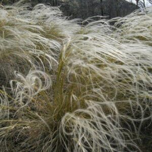 Kavyl perovitý (Stipa pennata)