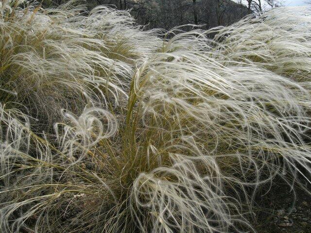 Kavyl perovitý (Stipa pennata)