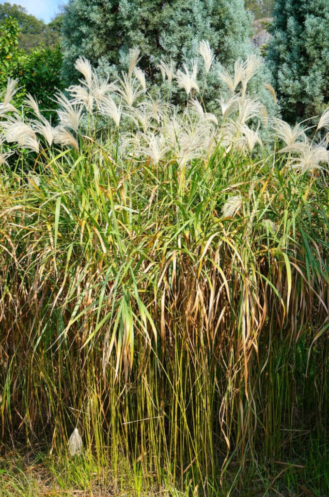 Miscanthus cukrový (Miscanthus sacchariflorus)