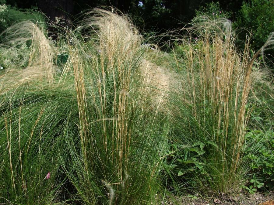 Kavyl vláskovitý (Stipa capillata)