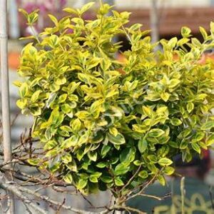 Brslen (Euonymus)