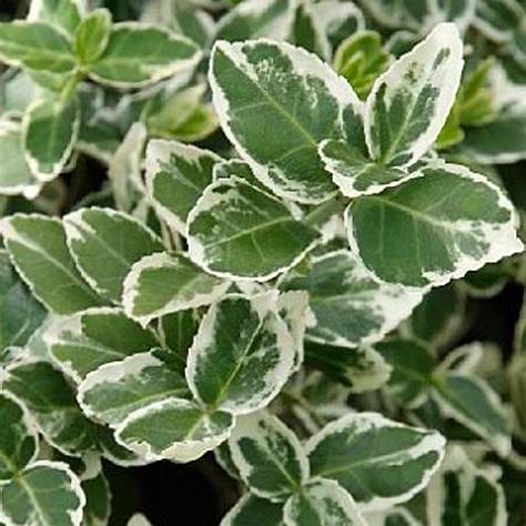 Brslen Fortuneov (Euonymus fortunei)