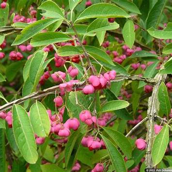 Brslen európsky (Euonymus europaea)
