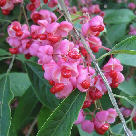 Brslen korkový (Euonymus phellomana)