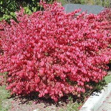 Brslen krídlatý (Euonymus alata)