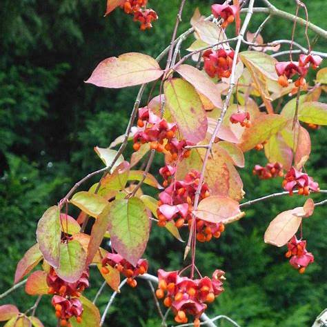 Brslen širokоlistý (Euonymus latifolia)