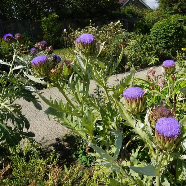 Artičoka kardová (Cynara cardunculus)