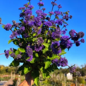Zrezaná kytica bradavca (Caryopteris) s fialovomodrými kvetmi proti modrej oblohe