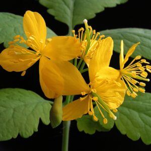 Lastovičník väčší (Chelidonium majus)
