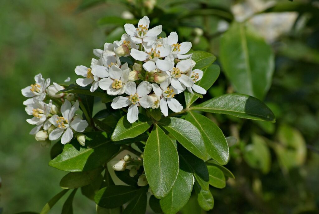 Choisia (Choisya)