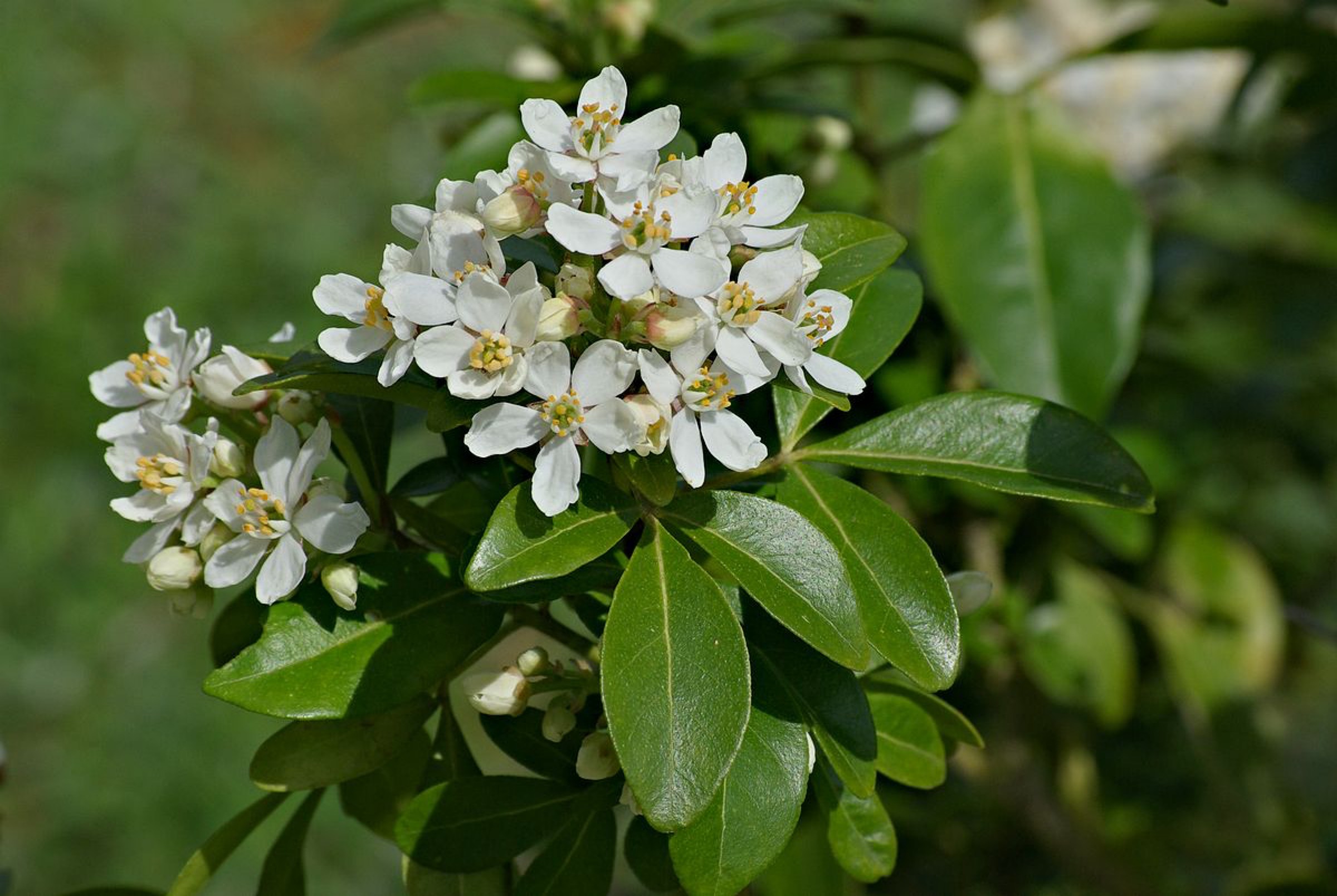 Choisia
