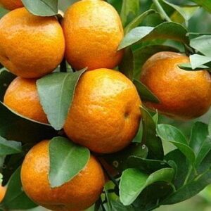 Citrus reticulata (mandarínka)