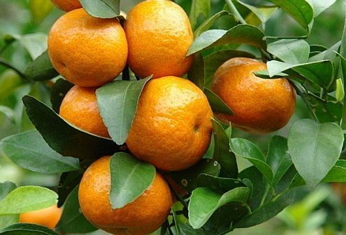 Citrus reticulata (mandarínka)