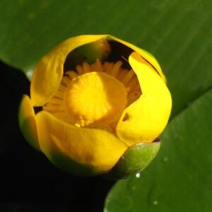 Leknica severoamerická (Nuphar advena)